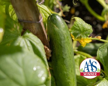Diva Cucumber Seeds